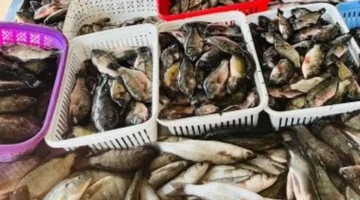 تحديثات الأسعار.. قائمة أسعار الأسماك والبلطي في أسواق كفر الشيخ اليوم